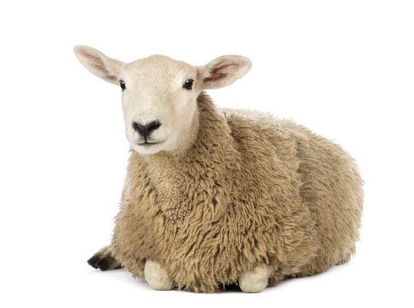 گوسفند دراز کشیده در پس زمینه سفید