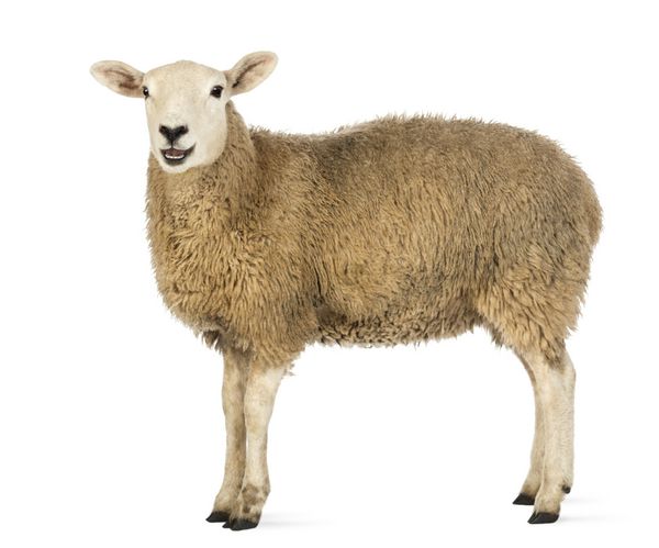 نمای جانبی گوسفندی که در پس زمینه سفید به دوربین نگاه می کند
