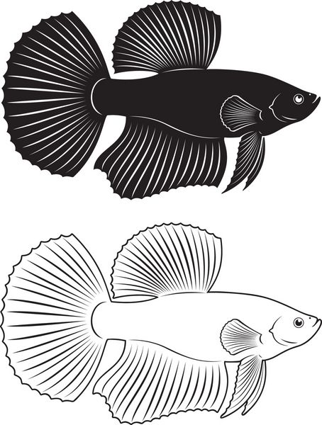 شکل یک خروس ماهی را نشان می دهد