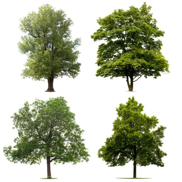 چهار درخت جدا شده در پس زمینه سفید