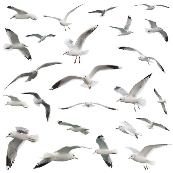 ست پرندگان سفید جدا شده روی سفید
