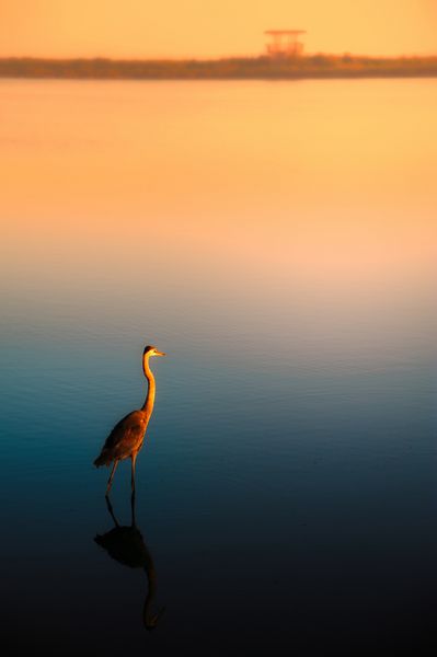 اگرت مرغ تنها در دریاچه در هنگام غروب خورشید جزیره مریت تیتوسویل شهرستان بروارد فلوریدا ایالات متحده آمریکا