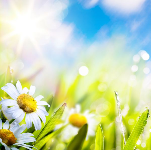 پس زمینه انتزاعی هنری گل تابستانی بهار در چمن با قطرات آب در آسمان خورشید