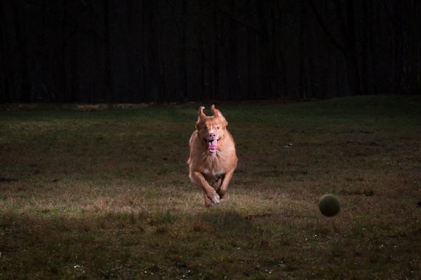 سگ رتریور به سرعت می دود تا یک توپ تنیس بیاورد در ترکیبی خاص که از طریق چراغ های سرعت روشن می شود