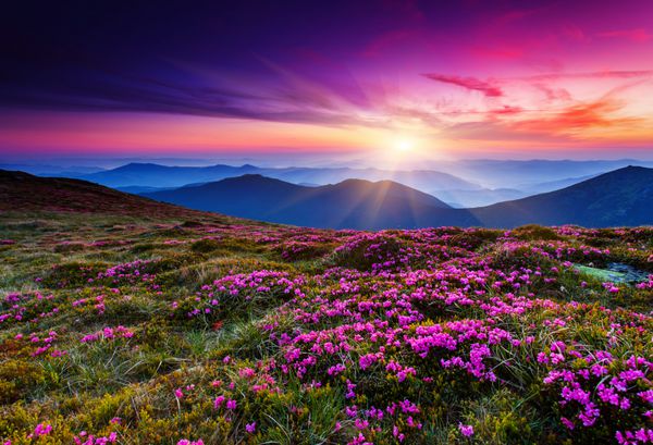 گل های رودودندرون صورتی جادویی در کوه تابستانی کارپات اوکراین