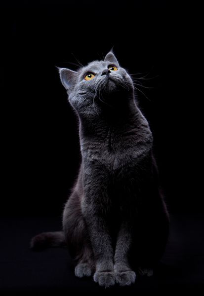 گربه بانمکی که به بالا نگاه می کند و روی پس زمینه سیاهی که از بالا روشن می شود نشسته است