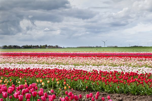 مزارع لاله در نورد هلند