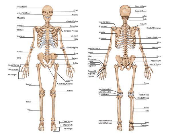 اسکلت انسان از نمای خلفی و قدامی - تابلوی آموزشی آناتومی سیستم استخوانی انسان
