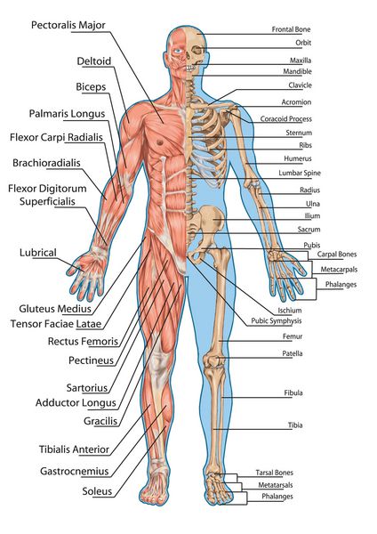اسکلت انسان از نمای قدامی - تابلوی آموزشی آناتومی سیستم استخوانی و عضلانی انسان