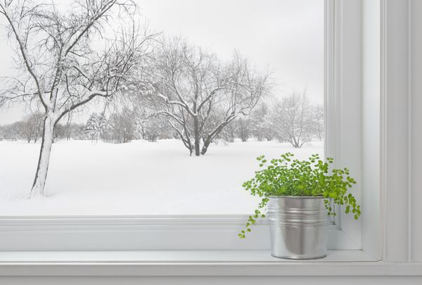 منظره زمستانی از پنجره دیده می شود و گیاه سبز روی طاقچه