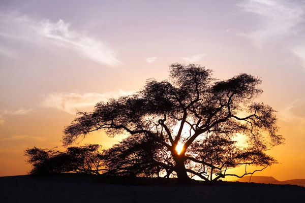 درخت زندگی درخت کهور 400 ساله در غروب خورشید در بحرین