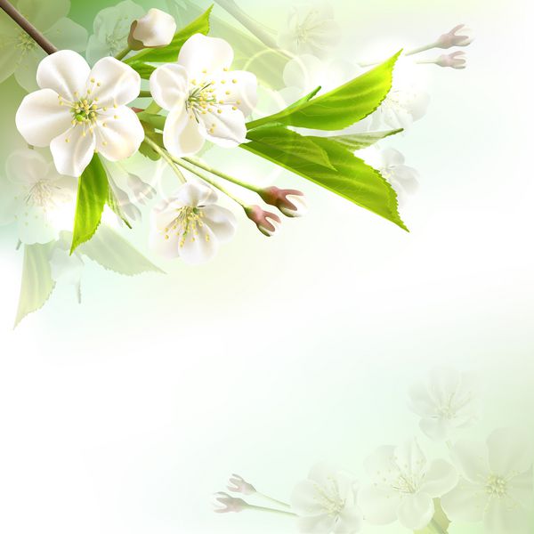 شاخه درخت شکوفا با گل های سفید در زمینه سبز بوکه وکتور