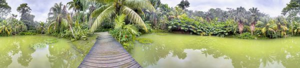 دریاچه سبز گرمسیری در جنگل کرنبروک جامائیکا