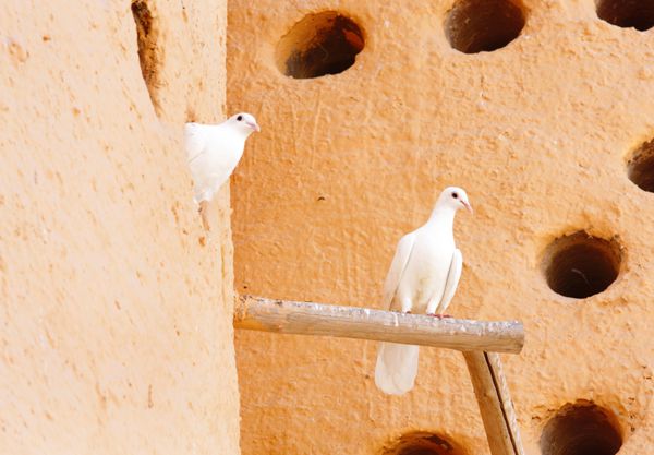 کبوترهای سفید زیبا در یک کبوترخانه در روستای کاتارا قطر