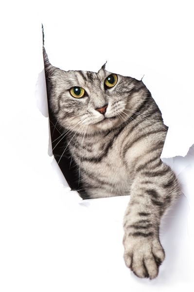 گربه از سوراخ کاغذ نگاه می کند