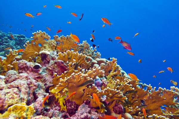 صخره مرجانی با مرجان های آتشین و ماهی های عجیب و غریب در کف دریای رنگارنگ استوایی