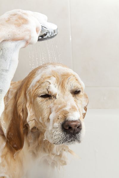 سگی که با آب و صابون دوش می گیرد
