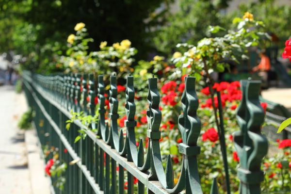 حصار باغ آهنی باغ رزهای قرمز و زرد که با حصار آهنی سبز از خیابان جدا شده است تمرکز انتخابی