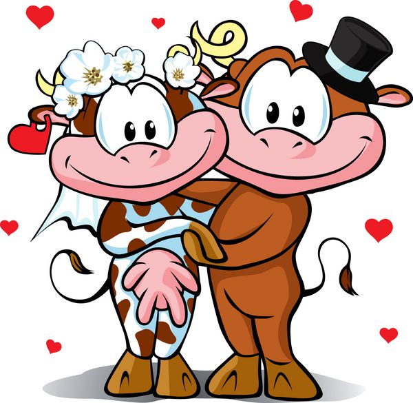 عروسی - گاو و گاو نر عاشق جدا شده در پس زمینه سفید با قلب های قرمز