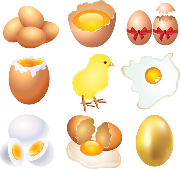 مجموعه وکتور po-realistic eggs