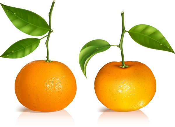 وکتور پو رئالیستی میوه های نارنگی تازه با برگ های سبز