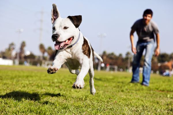 یک سگ پیت بول در هوا که به دنبال اسباب بازی جویدنی خود می دود و صاحبش نزدیک آن ایستاده است
