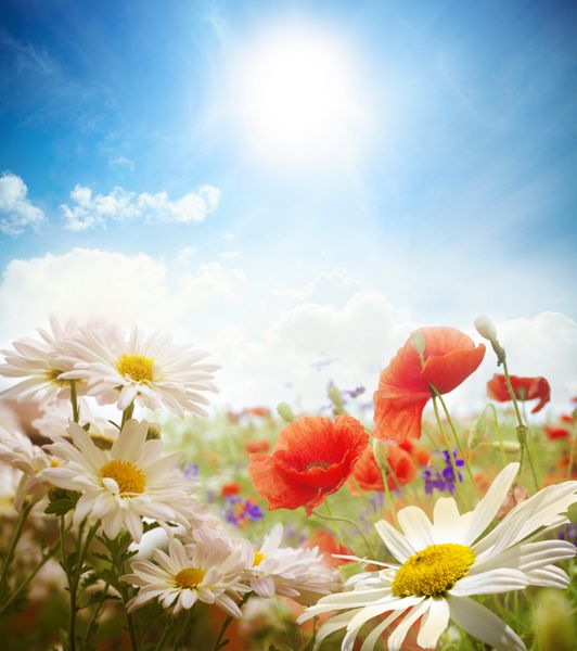 مزرعه گل های مروارید آسمان و خورشید