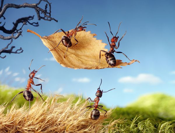 پرواز مورچه ها روی برگ پاییزی داستان مورچه ها