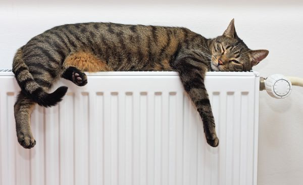 یک گربه ببر تابی در حال استراحت روی رادیاتور گرم