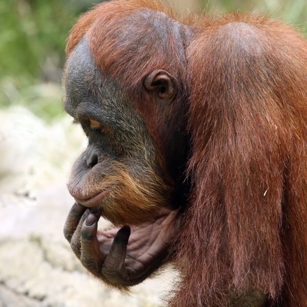 مراقبه اورانگوتان در باغ وحش پراگ - جمهوری چک اروپا