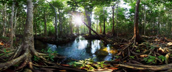 درختان حرا در یک جنگل باتلاق ذغال سنگ نارس و رودخانه ای با آب شفاف کانال تا پوم استان کرابی تایلند