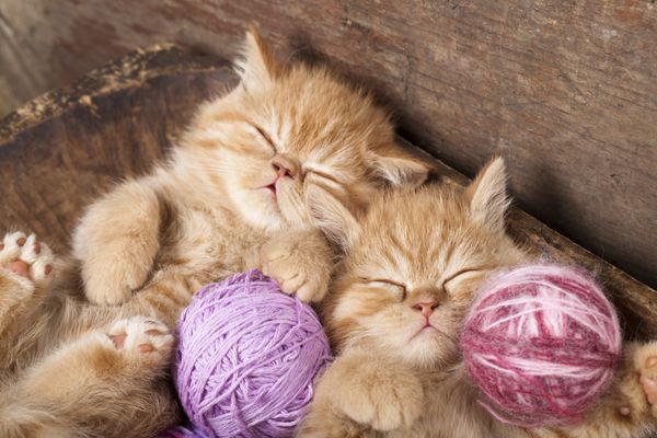 بچه گربه های عجیب و غریب که با یک توپ پشمی می خوابند