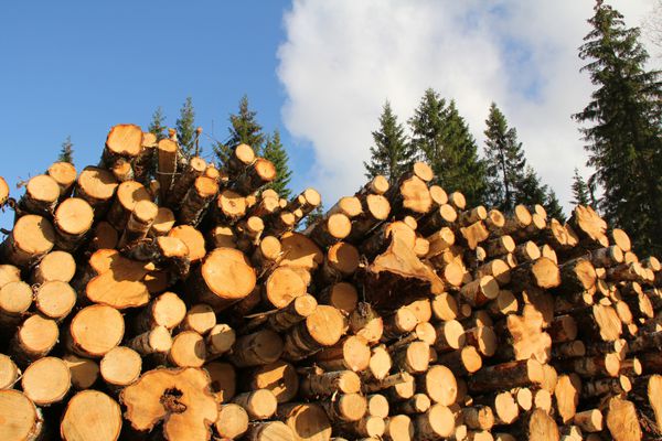 برش و انباشته شدن تنه درخت توس در اندازه های مختلف برای استفاده به عنوان سوخت چوب با درختان صنوبر بلند و آسمان صاف به عنوان پس زمینه