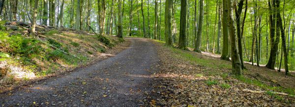 جاده خاکی در جنگل مختلط راش بلوط و خاکستر در یک عصر آفتابی توسط Beckingen Saarland آلمان پانوراما xxl