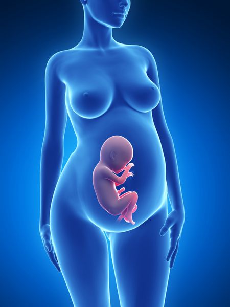 تصویر سه بعدی یک زن باردار