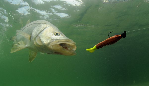 اسنوک ماهی که در طول سفر ماهیگیری دنبال طعمه می رود