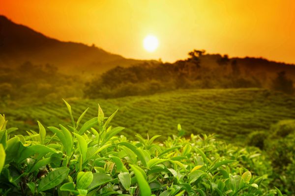 چشم انداز مزرعه چای در طلوع خورشید