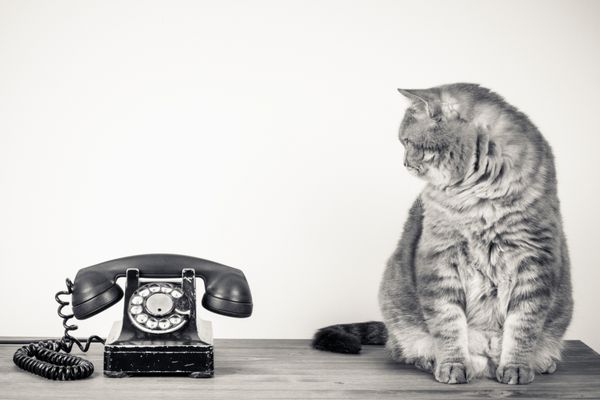 تلفن قدیمی و گربه بزرگ روی میز قهوه ای
