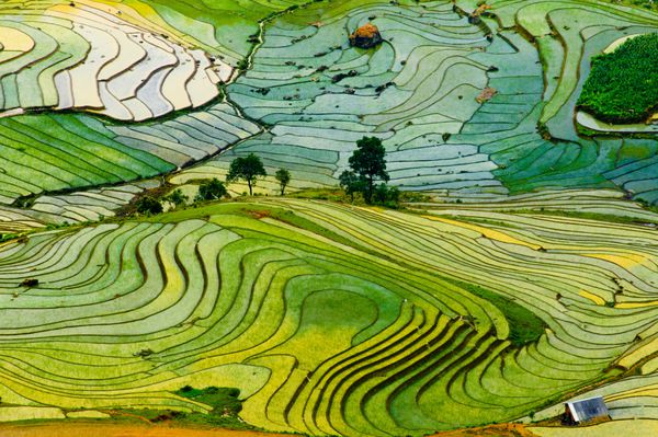 منظره زیبا در مورد مزرعه برنج ترد در استان لائوکای ویتنام