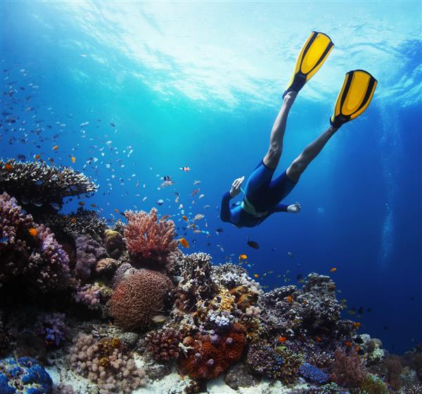 غواص آزاد در حال سر خوردن در زیر آب بر فراز صخره های مرجانی زنده