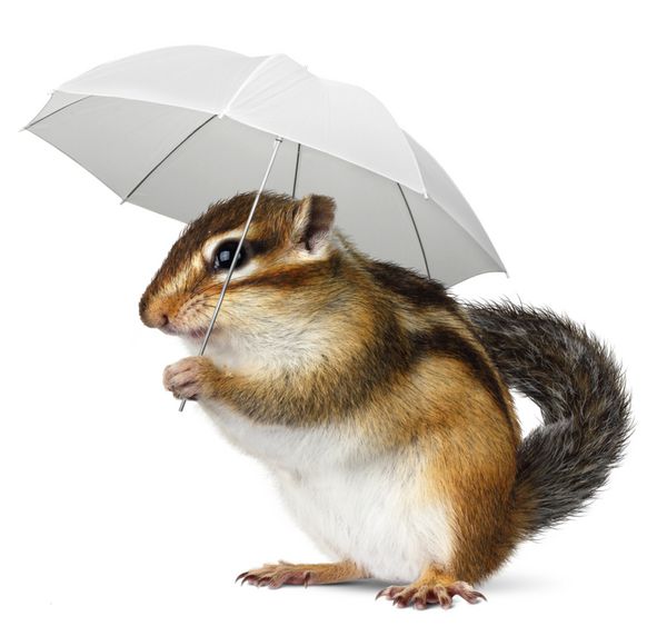سنجاب خنده دار با چتر روی سفید مفهوم آب و هوا