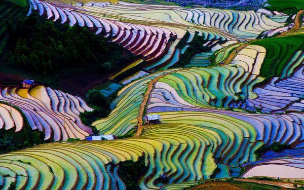 مزرعه برنج ترد در ویتنام
