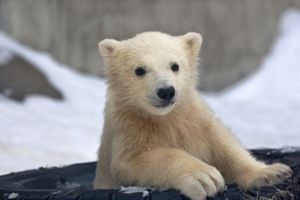 پرتره یک بچه خرس قطبی در یک لاستیک خسته
