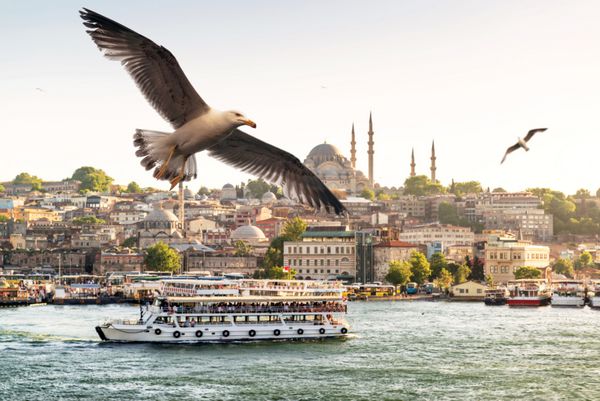 مرغ های دریایی در حال پرواز بر روی شاخ طلایی در استانبول ترکیه