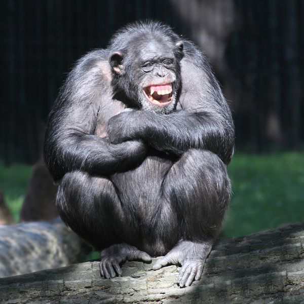 خندان شامپانزه شاد