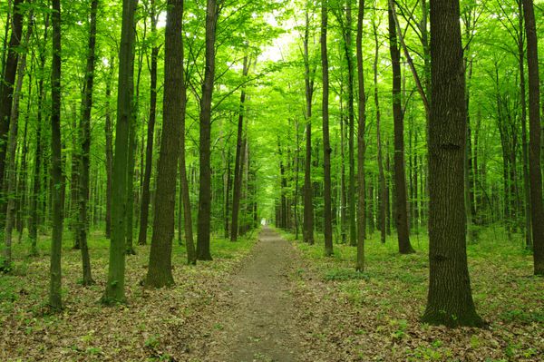 مسیری در جنگل سبز بهاری