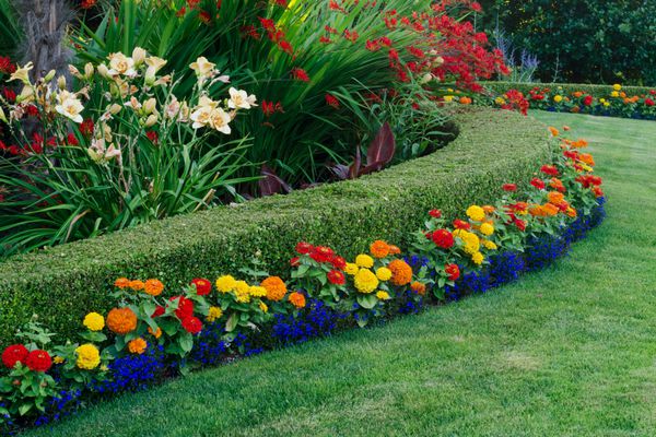 یک باغ زیبا با پرچین منحنی شمشاد احاطه شده توسط نیلوفرهای روز کروکوسمیا و زینیا و لوبلیاهای رنگارنگ کوچک
