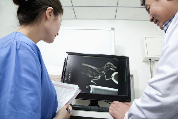 دامپزشکان به عکس اشعه ایکس حیوانات نگاه می کنند