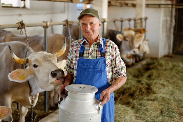 کشاورز در مزرعه ارگانیک با گاوهای شیری کار می کند و گلدان بزرگ ظرف شیر در دست دارد مدل یک کارگر واقعی مزرعه است