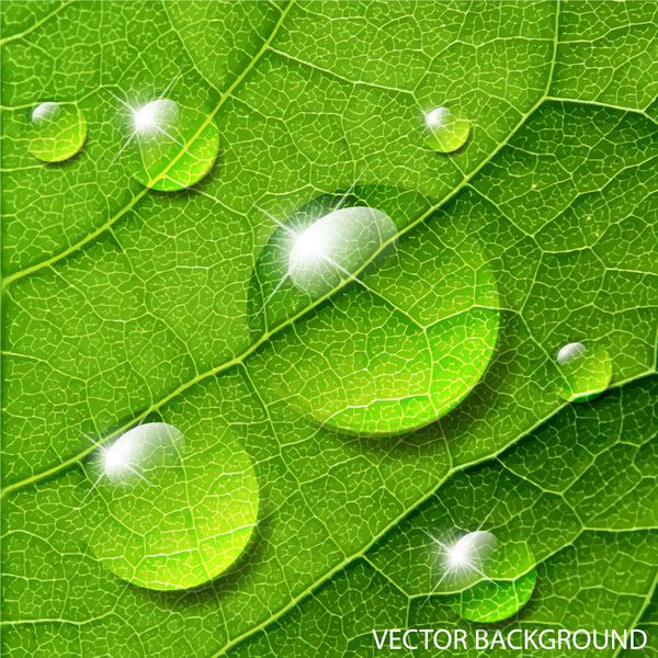 وکتور قطرات آب در ماکرو برگ سبز